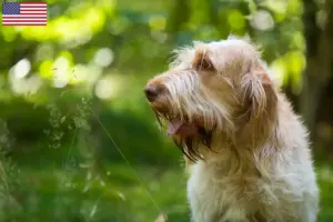 Read more about the article Spinone Italiano opdrættere og hvalpe i USA