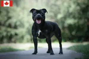 Read more about the article Staffordshire Bull Terrier opdrættere og hvalpe i Canada