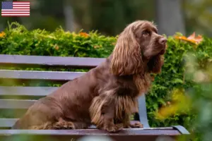 Read more about the article Sussex spaniel opdrættere og hvalpe i USA