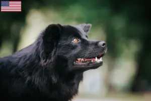 Read more about the article Svenske lapphundeopdrættere og hvalpe i USA