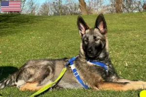 Read more about the article Sylvan Companion Dog opdrættere og hvalpe i USA