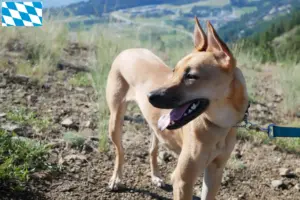 Read more about the article Taiwan hundeopdrættere og hvalpe i Bayern