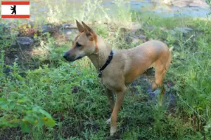 Read more about the article Taiwan hundeopdrætter og hvalpe i Berlin