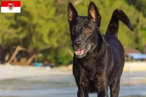 Read more about the article Taiwan hundeopdrættere og hvalpe i Brandenburg