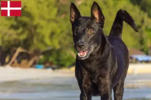 Read more about the article Taiwanske hundeopdrættere og hvalpe i Danmark