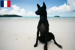 Read more about the article Taiwanske hundeopdrættere og hvalpe i Frankrig