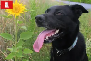 Read more about the article Taiwan hundeopdrætter og hvalpe i Hamborg