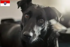 Read more about the article Taiwan hundeopdrættere og hvalpe i Hessen