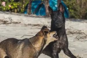Read more about the article Taiwan hundeopdrætter og hvalpe i Hovedstaden