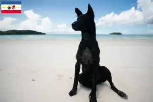Read more about the article Taiwan hundeopdrættere og hvalpe i Mecklenburg-Vorpommern