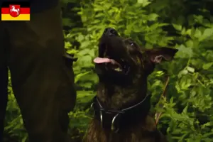 Read more about the article Taiwan hundeopdrættere og hvalpe i Niedersachsen