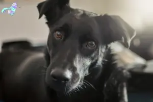 Read more about the article Taiwan hundeopdrætter og hvalpe i Nordjylland