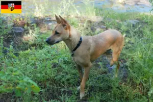 Read more about the article Taiwan hundeopdrættere og hvalpe i Saarland