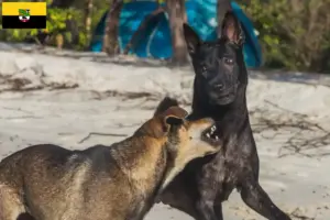 Read more about the article Taiwan hundeopdrættere og hvalpe i Sachsen-Anhalt