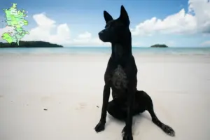 Read more about the article Taiwan hundeopdrætter og hvalpe i Sjælland