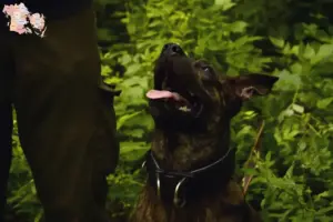 Read more about the article Taiwan hundeopdrætter og hvalpe i Syddanmark