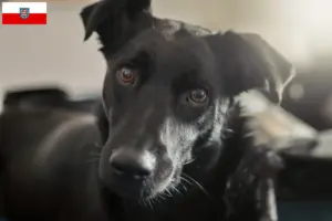 Read more about the article Taiwan hundeopdrættere og hvalpe i Thüringen