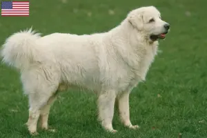 Read more about the article Tatra Sheepdog opdrættere og hvalpe i USA