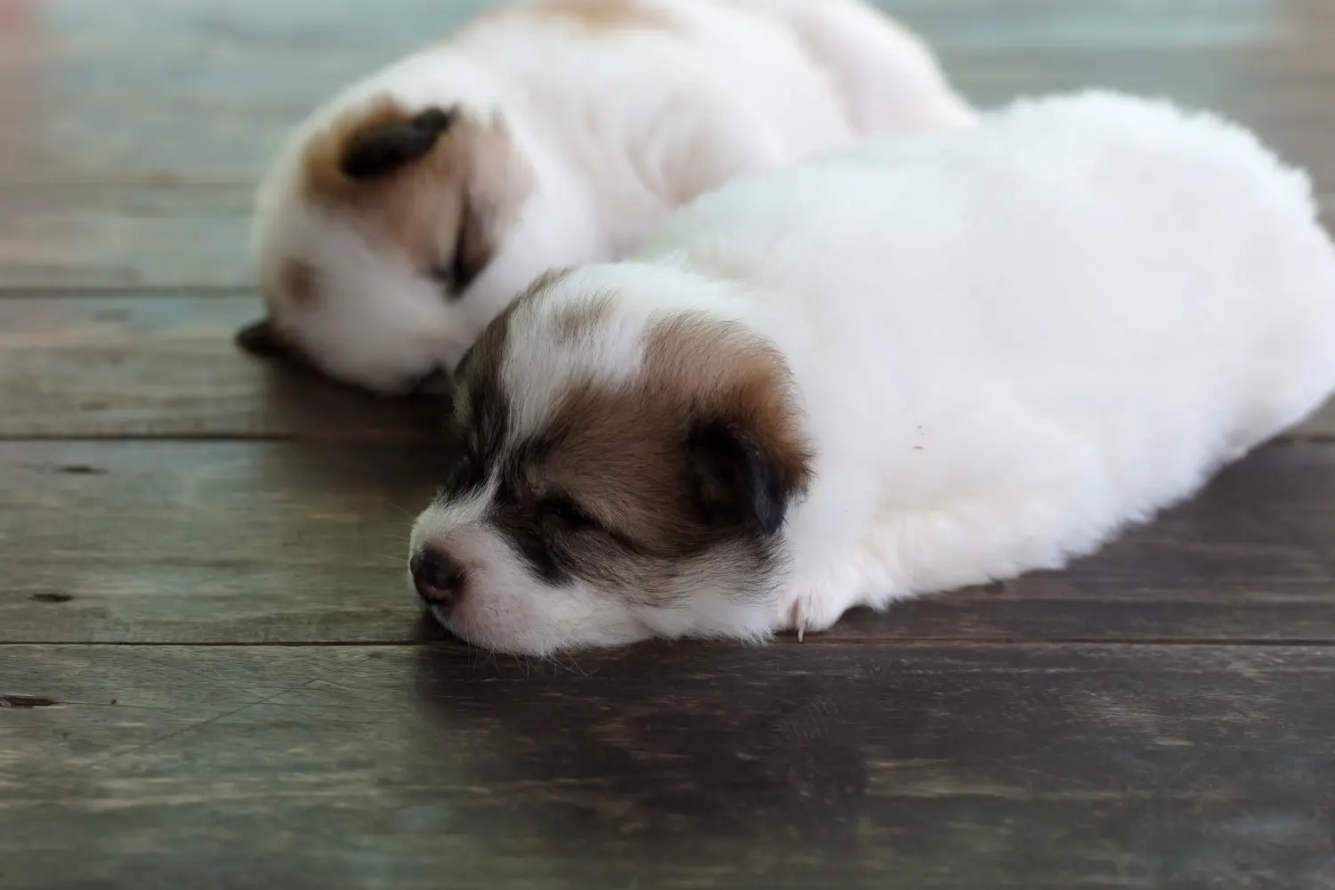 At købe en thailandsk bangkaew-hundehvalp betyder at tage ansvar! Køb thailandske Bangkaew hundehvalpe.