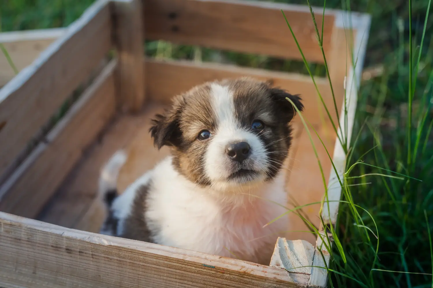 At købe en thailandsk bangkaew-hundehvalp betyder at tage ansvar! Køb thailandske Bangkaew hundehvalpe.