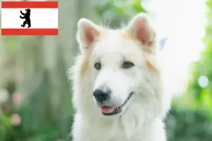 Read more about the article Thai Bangkaew hundeopdrætter og hvalpe i Berlin