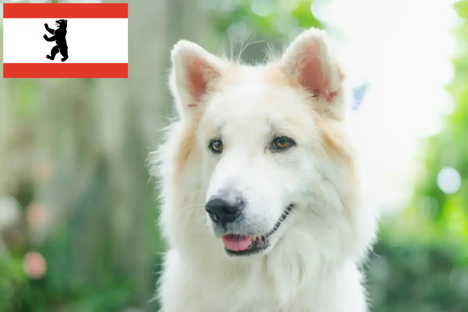 Read more about the article Thai Bangkaew hundeopdrætter og hvalpe i Berlin