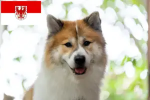 Read more about the article Thai Bangkaew hundeopdrætter og hvalpe i Brandenburg