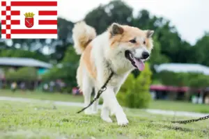 Read more about the article Thai Bangkaew Hundeopdrætter og hvalpe i Bremen
