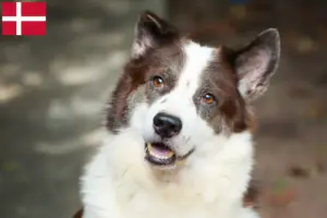 Read more about the article Thai Bangkaew hundeopdrætter og hvalpe i Danmark