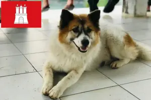 Read more about the article Thai Bangkaew Hundeopdrætter og hvalpe i Hamborg