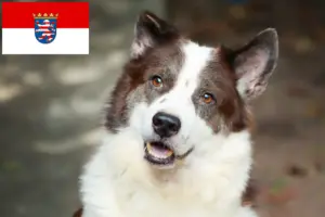 Read more about the article Thai Bangkaew Hundeopdrætter og hvalpe i Hessen