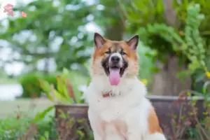 Read more about the article Thai Bangkaew Hundeopdrætter og hvalpe i Hovedstaden