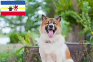 Read more about the article Thai Bangkaew hundeopdrætter og hvalpe i Mecklenburg-Vorpommern