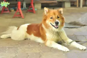 Read more about the article Thai Bangkaew Hundeopdrætter og hvalpe i Midtjylland