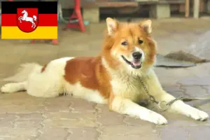 Read more about the article Thai Bangkaew Hundeopdrætter og hvalpe i Niedersachsen
