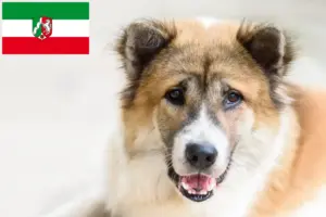 Read more about the article Thai Bangkaew Hundeopdrætter og hvalpe i Nordrhein-Westfalen