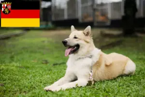 Read more about the article Thai Bangkaew Hundeopdrættere og hvalpe i Rheinland-Pfalz