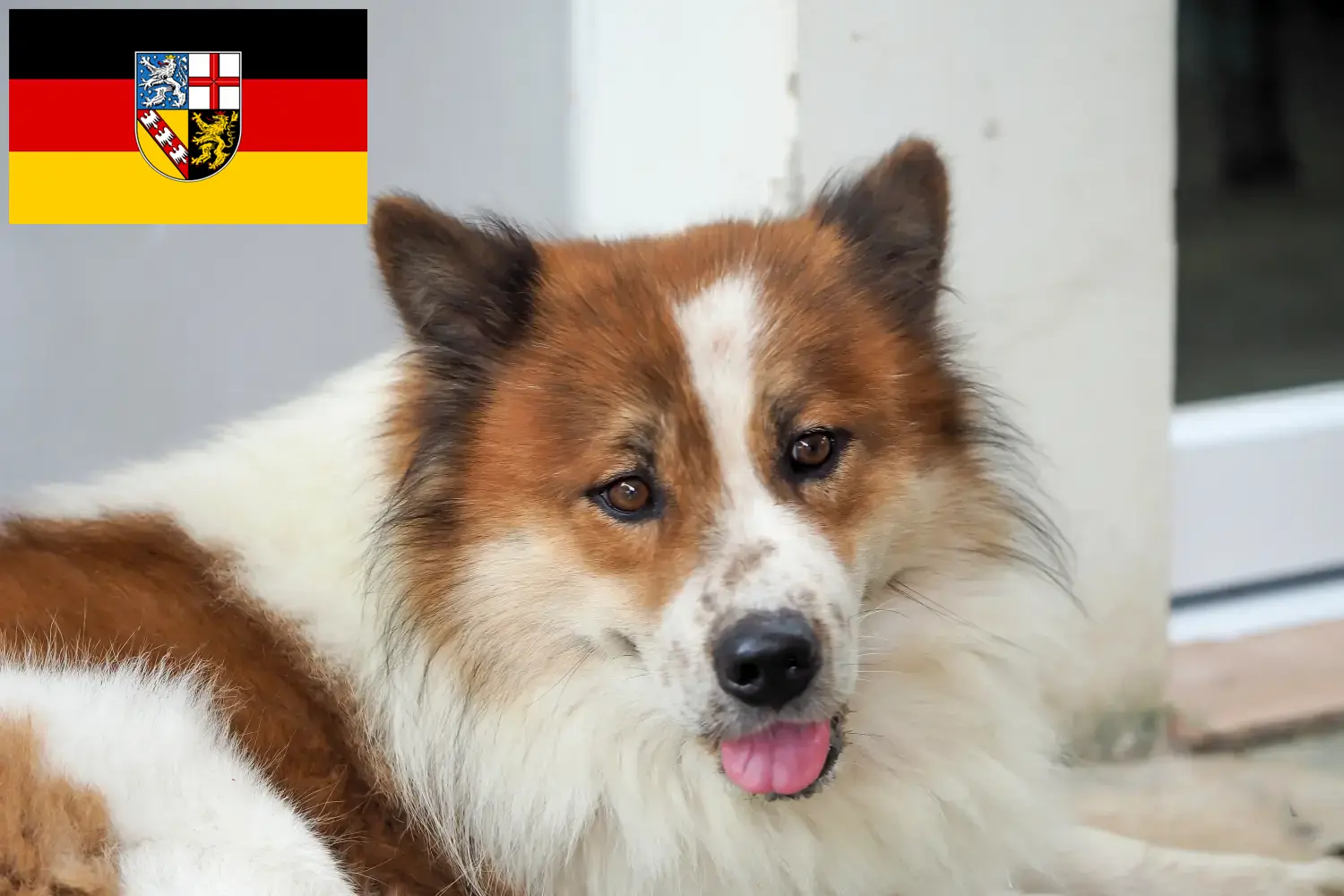 Read more about the article Thai Bangkaew Hundeopdrætter og hvalpe i Saarland