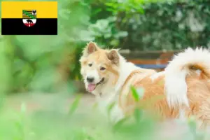 Read more about the article Thai Bangkaew Hundeopdrætter og hvalpe i Sachsen-Anhalt