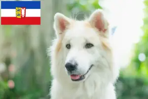 Read more about the article Thai Bangkaew Hundeopdrætter og hvalpe i Schleswig-Holstein