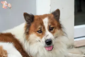 Read more about the article Thai Bangkaew Hundeopdrætter og hvalpe i Syddanmark