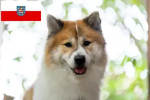 Read more about the article Thai Bangkaew Hundeopdrætter og hvalpe i Thüringen