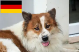 Read more about the article Thai Bangkaew Hundeopdrættere og hvalpe i Tyskland
