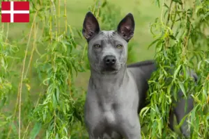 Read more about the article Thai Ridgeback opdrættere og hvalpe i Danmark
