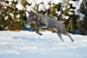 Read more about the article Thai Ridgeback opdrætter og hvalpe i Hovedstaden