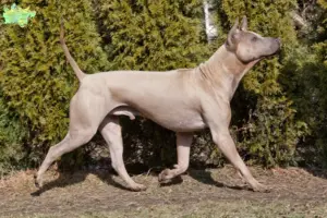 Read more about the article Thai Ridgeback opdrætter og hvalpe i Midtjylland