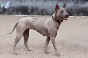 Read more about the article Thai Ridgeback opdrætter og hvalpe i Nordjylland