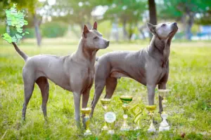 Read more about the article Thai Ridgeback opdrætter og hvalpe i Sjælland
