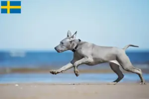 Read more about the article Thai Ridgeback opdrættere og hvalpe i Sverige