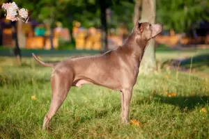 Read more about the article Thai Ridgeback opdrættere og hvalpe i Syddanmark